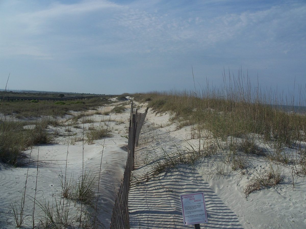 Sea oats on the dunes at Anastasia State Park.
