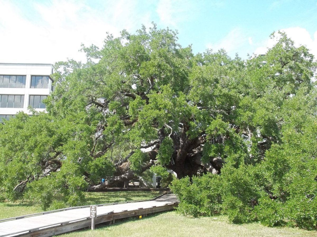 Treaty Oak in Jacksonville.