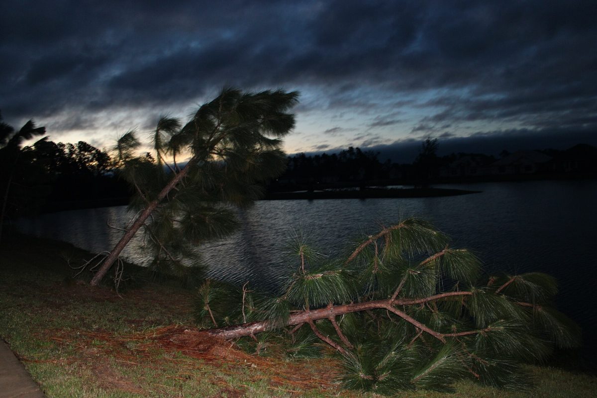 Pine trees damaged by Hurricane Isaias in Milton, Fla., on Oct. 10, 2026.