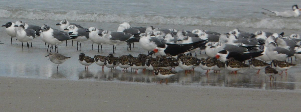 Gulls, black skimmers and shorebirds at Huguenot Memorial Park.